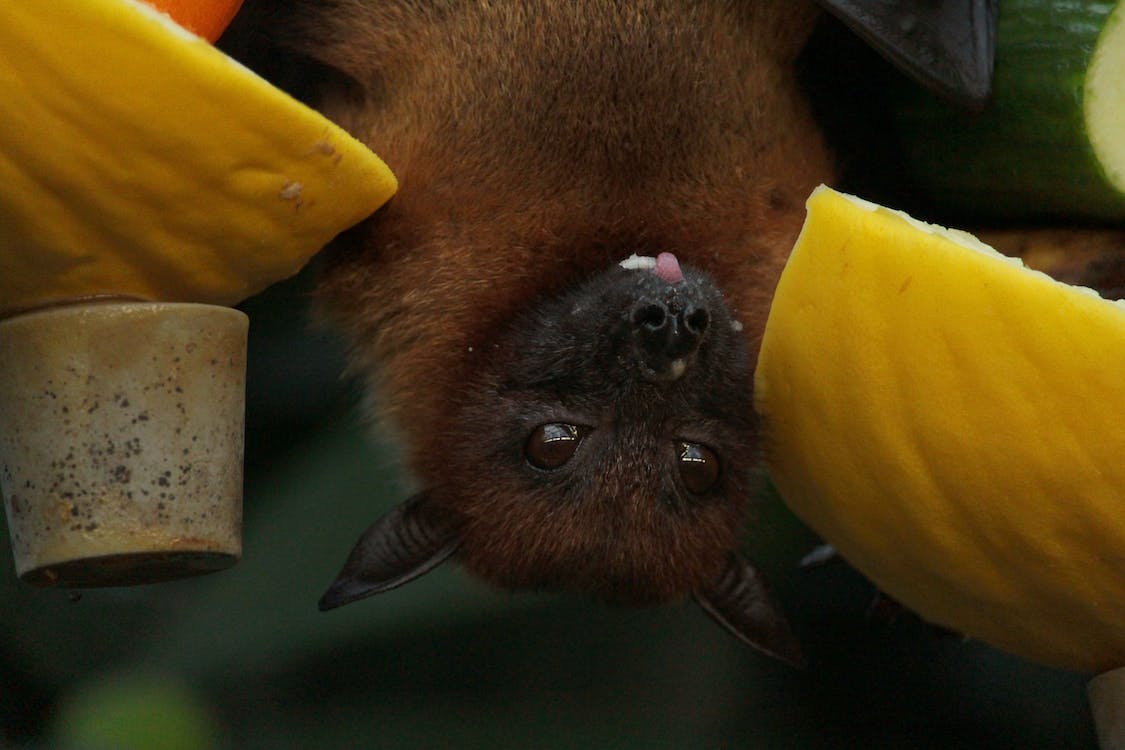 Free Close-Up Photo of Bat Stock Photo