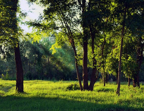 Free Green Forest Under White Sky during Daytime Stock Photo